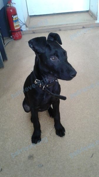 Medium young black female dog, found near ул. Ленина, 116, Ставрополь, Ставропольский край, Россия, 355012 on Feb 02, 2019.