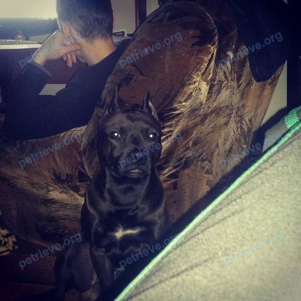 Medium adult black male dog Тайсон, lost near ул. Красноармейская, 85 корпус 2, Бийск, Алтайский край, Россия, 659306 on Feb 03, 2019.