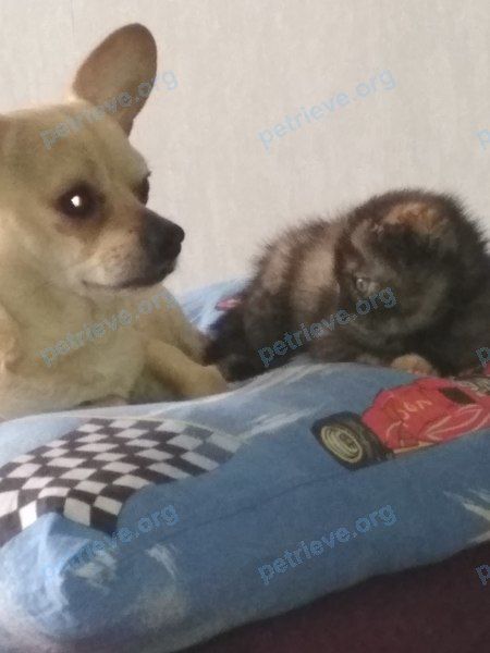 Small adult yellow male dog Бэст, found near ул. Епишина, 3, Астрахань, Астраханская обл., Россия, 414000 on Feb 06, 2019.