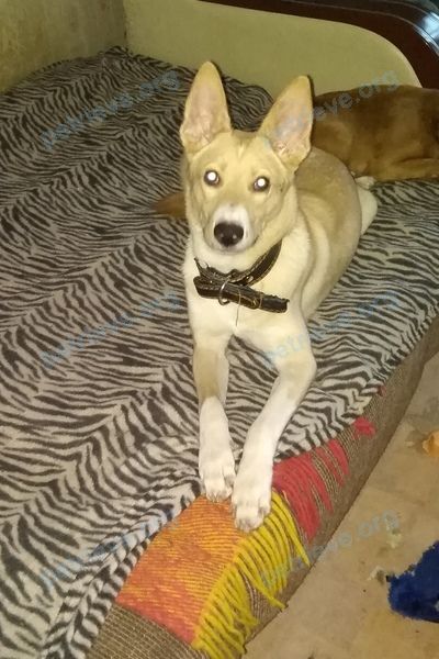 Medium young white male dog Стив, lost near ул. Боршодская, 43, Череповец, Вологодская обл., Россия on Feb 09, 2019.