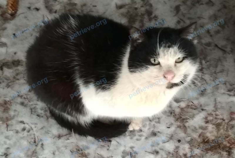 Medium old mixed color male cat, found near ул. Циолковского, 22, Липецк, Липецкая обл., Россия, 398043 on Feb 13, 2019.