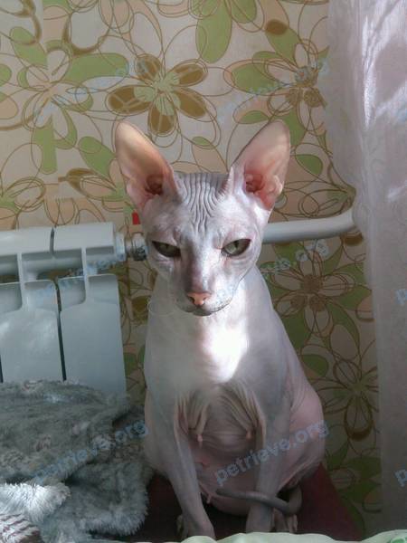 Medium young gray female cat Кличка не известно, found near ул. Фрунзе, 6, Тольятти, Самарская обл., Россия, 445051 on Sep 30, 2017.