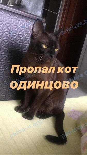 Средний коричневый молодой кот, пропал 25.01.2019 рядом с Ново-Спортивная ул., 10, Одинцово, Moscow Oblast, Россия, 143007.