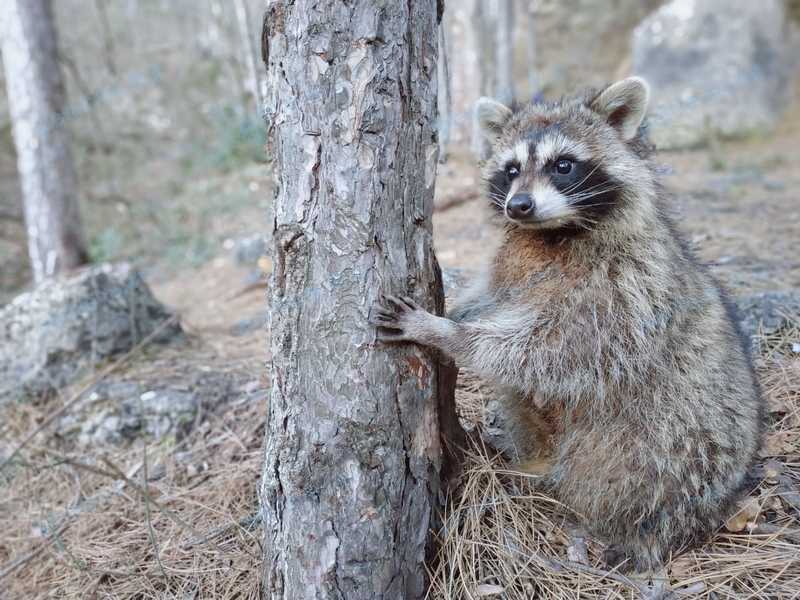Medium young gray male raccoon Марсик, lost near 24 ул. Субхи, Ялта 98600 on Feb 14, 2019.