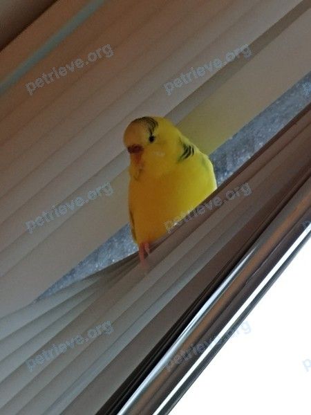 Small adult yellow female bird Поля, lost near вулиця Краківська, 7, Київ, Украина, 02000 on Feb 25, 2019.