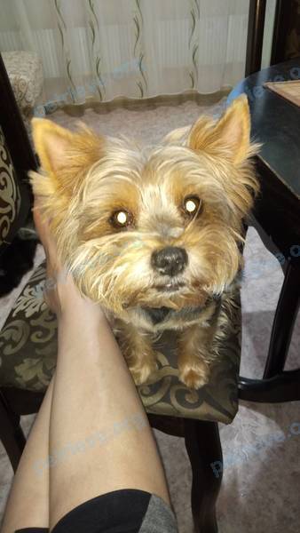 Small old gray male dog Мичи, lost near Интернациональная ул., 23, Нягань, Ханты-мансийский Ао, Россия, 628187 on Feb 20, 2019.