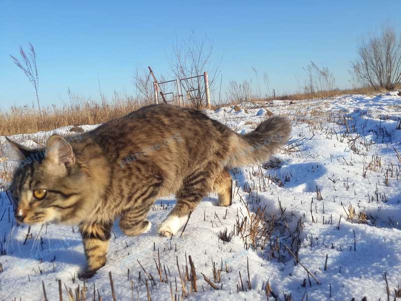 Большой серый молодой кот Кошка, пропал 28.02.2019 рядом с Локомотивная ул., 6, Хабаровск, Хабаровский край, Россия, 680032.