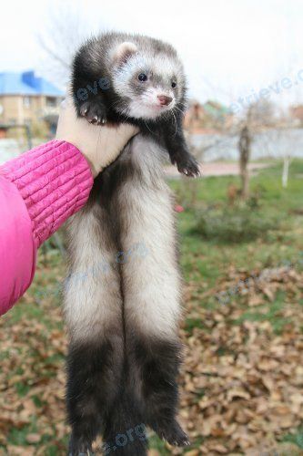 Medium young brown male ferret Хори, lost near Московская ул., 2Р, Багаевская, Ростовская, Россия, 346610 on Mar 08, 2019.