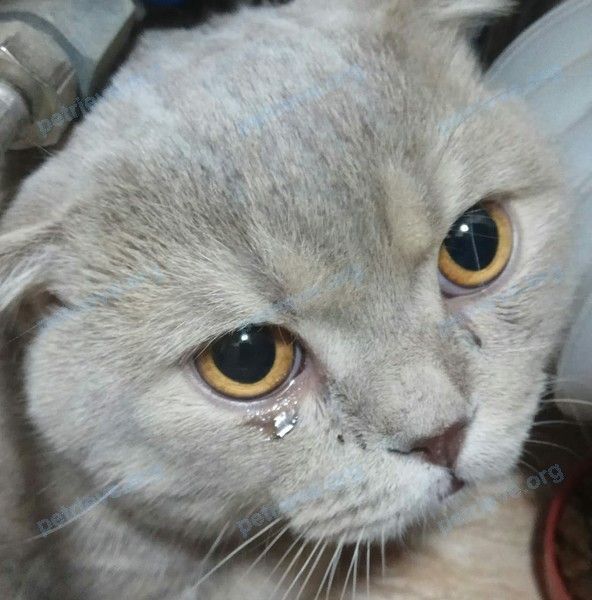 Medium young gray male cat, found near ул. Пархоменко, 131А, Уфа, Респ. Башкортостан, Россия, 450001 on Mar 08, 2019.