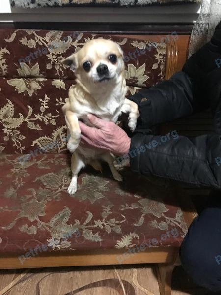 Small adult white female dog Бертп, lost near 28б, Ангарск, Иркутская обл., Россия, 665801 on Mar 12, 2019.