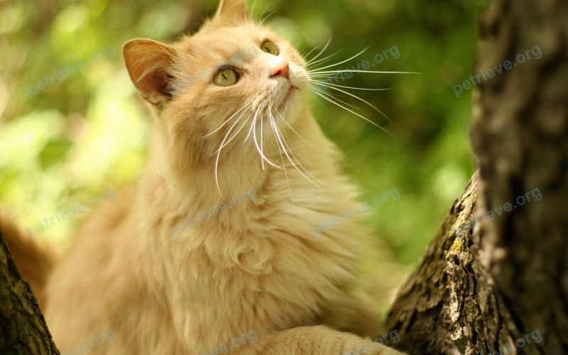 Orange cat, found near Улица Володарского, 200, Наро-Фоминск, Московская обл., Россия, 143302 on Mar 22, 2019.