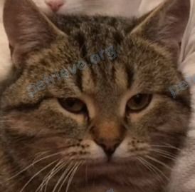 Medium adult brown male cat Арсений, lost near 30, Энгельс, Саратовская обл., Россия, 413105 on Mar 01, 2019.
