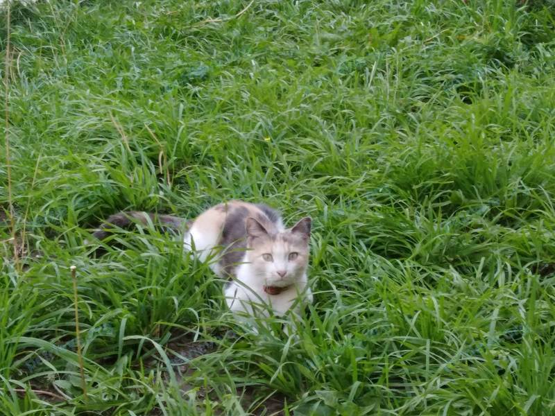 Medium adult mixed color female cat МУСЯ, lost near Крекингская ул., 16А, Саратов, Саратовская, Россия, 410048 on Mar 12, 2019.