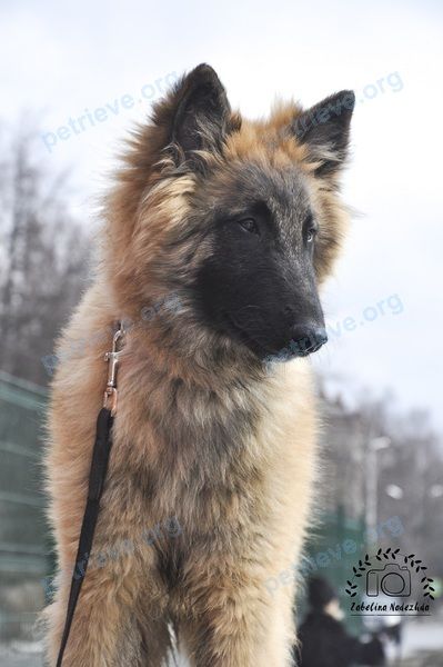 Big young male dog Джек, lost near ул. Тургенева, 4, Кратово, Московская обл., Россия, 140130 on Mar 27, 2019.