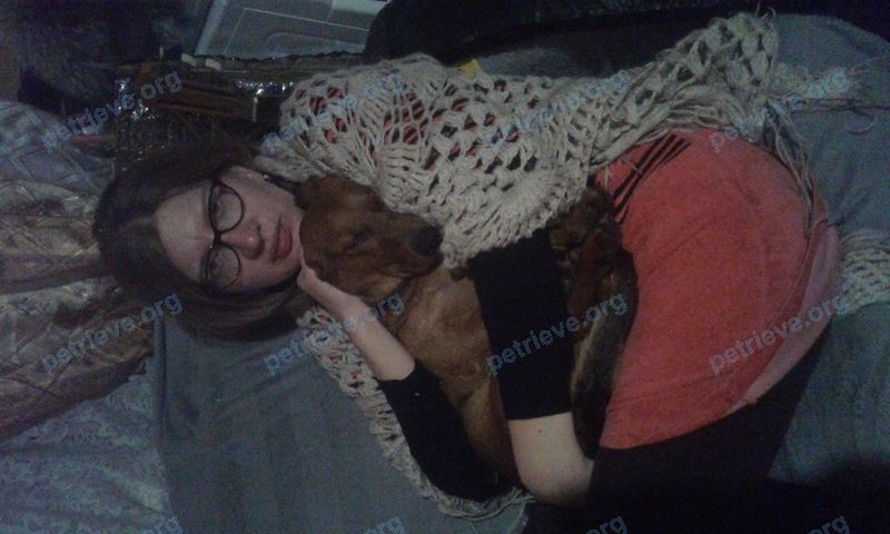 Medium young brown male dog Чип, lost near Чита, Забайкальский край, Россия, 672023 on Feb 22, 2019.
