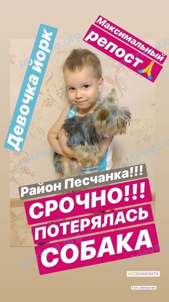 Small young black dog Беки, lost near Агинский тракт, 734, Чита, Забайкальский край, Россия, 672015 on Apr 03, 2019.