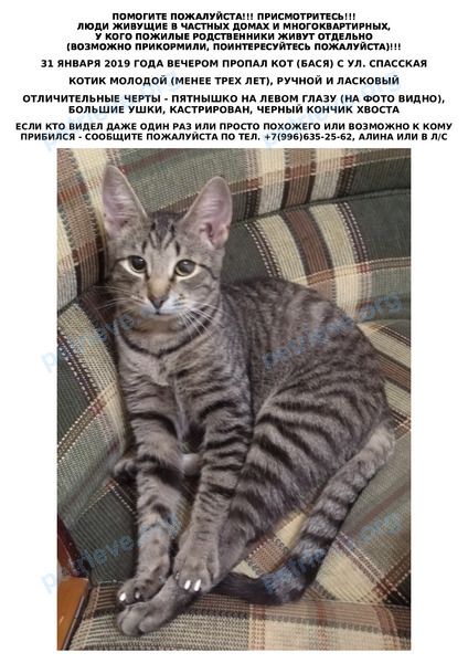 Medium young gray male cat Бася, lost near ул. Спасская, 81, Бежецк, Тверская обл., Россия, 171988 on Jan 31, 2019.