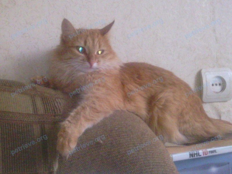 Medium young orange female cat Мася, lost near ул. Ворошилова, 32, Рыбинск, Ярославская обл., Россия, 152930 on Mar 27, 2019.
