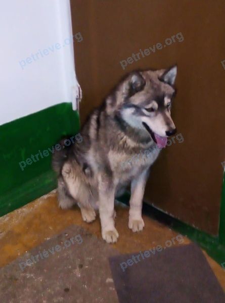 Medium mixed color dog, found near 27, Чита, Забайкальский край, Россия, 672042 on Apr 22, 2019.