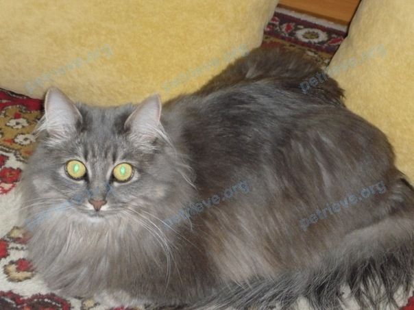 Medium adult gray female cat маруся, lost near Воронежская обл.,, Средний Икорец, Воронежская обл., Россия, 397960 on Apr 09, 2019.