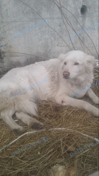 Medium young white female dog, found near 5 Км Старый Тобольский Тракт, 11 строение 1, Тюмень, Тюменская, Россия, 625047 on Apr 12, 2019.