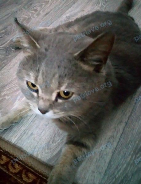 Medium young gray male cat, found near Молодежная ул., 57, Тума, Рязанская обл., Россия, 391001 on Apr 30, 2019.