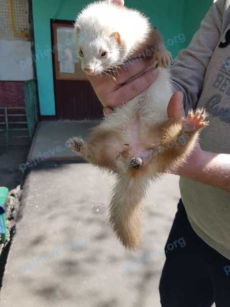 Medium white female ferret, found near ш. Энтузиастов, 94, Москва, Россия, 111531 on May 02, 2019.