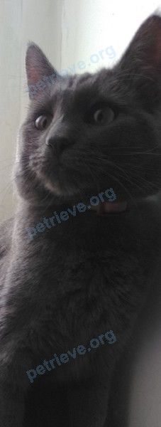 Medium young gray male cat Блэки, lost near ул. Геологов, 2, Белые Столбы, Московская обл., Россия, 142050 on May 06, 2019.
