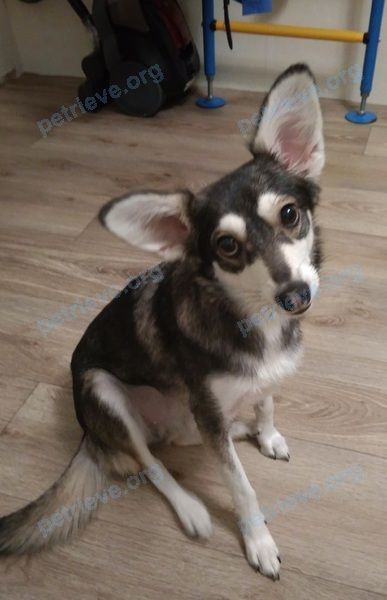 Medium young gray female dog Уша, lost near ул. Никонова, 16, Тольятти, Самарская обл., Россия, 445015 on Mar 18, 2019.