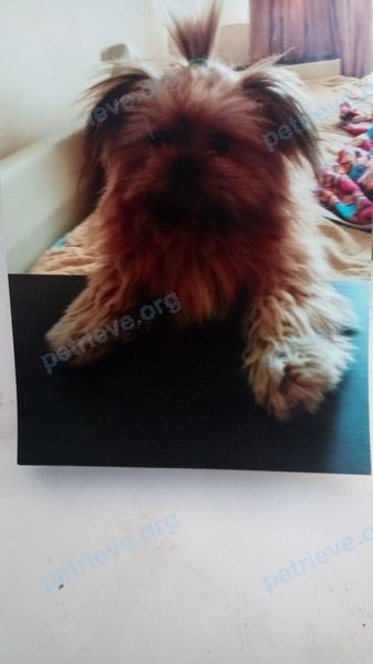 Small young brown male dog Баксик, lost near ул. Гоголя, 187, Анапа, Краснодарский край, Россия, 353440 on May 13, 2019.