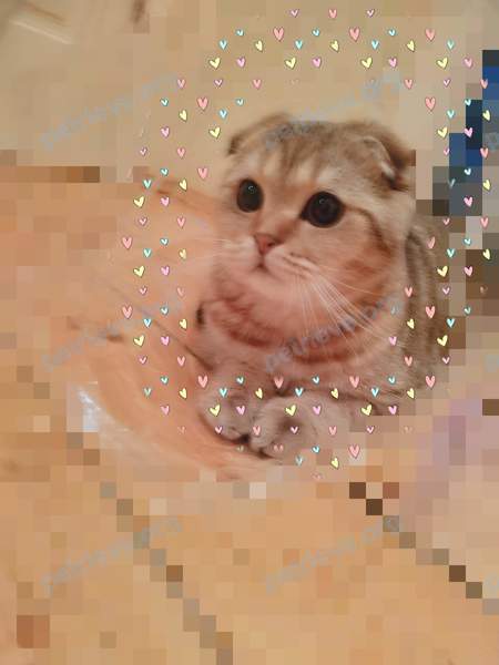 Medium young mixed color male cat Бенджамин, lost near ул. Лесная, 20, Жаворонки, Московская обл., Россия, 143020 on May 14, 2019.