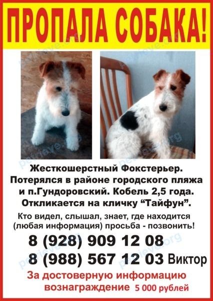 Dog, lost near ул. Димитрова, 79, Донецк, Ростовская обл., Россия, 346345 on Dec 21, 2018.