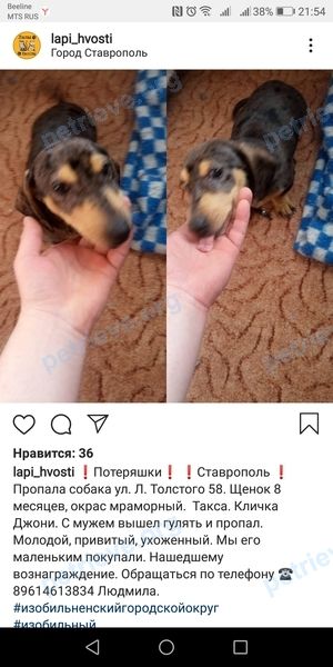 Средний коричневый молодой пёс Джони, пропал 17.05.2019 рядом с ул. Льва Толстого, д. 58, Ставрополь, Ставропольский край, Россия, 355041.