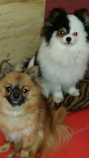 Small adult orange female dog ляля, lost near Казанская ул., 58, Санкт-Петербург, Россия, 190000 on May 17, 2019.