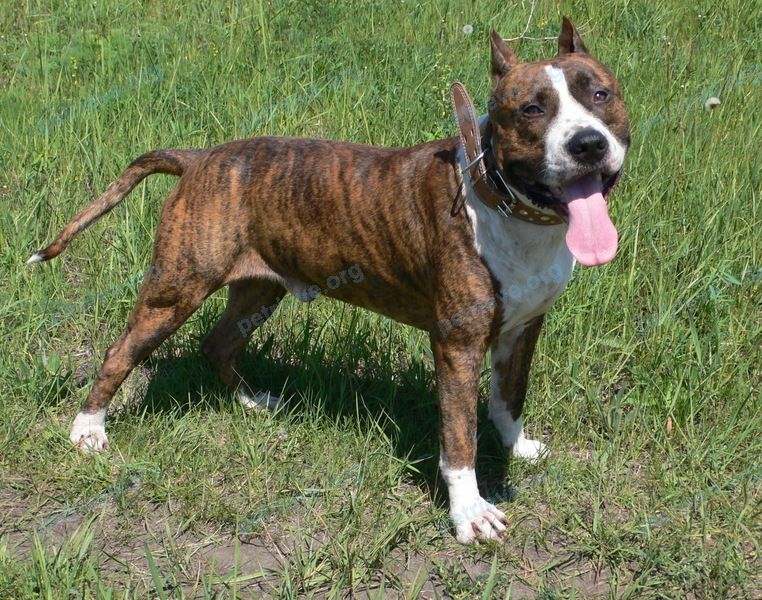 Medium adult mixed color male dog, lost near Воронеж, Воронежская обл., Россия, 394074 on May 18, 2019.