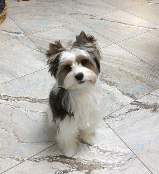 Small young mixed color male dog Теви, lost near ул. Новороссийская, 141, Анапа, Краснодарский край, Россия, 353440 on May 20, 2019.