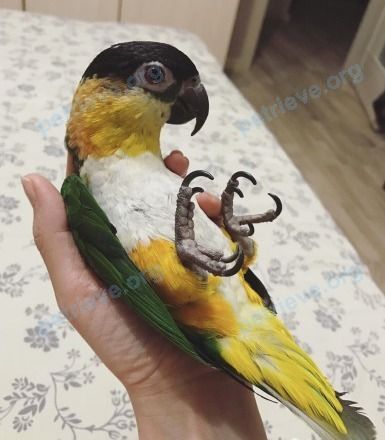 Medium young mixed color bird Мики, lost near 1-я Дубровская ул., 14, Москва, Россия, 115088 on May 22, 2019.