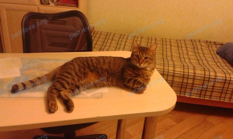 Big adult mixed color male cat Раскл, lost near Кириллов, Респ. Башкортостан, Россия, 450069 on May 12, 2019.