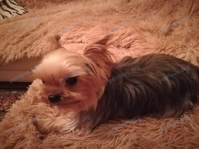 Small young orange female dog, lost near ул. Семашко, 63, Кемерово, Кемеровская обл., Россия, 650010 on May 25, 2019.