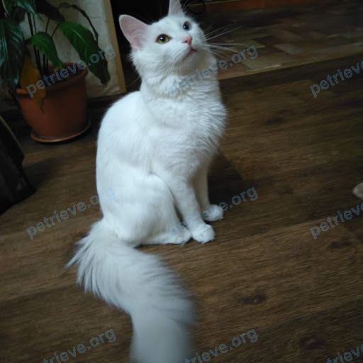 Medium young white male cat, lost near 177-й кв-л, 19, Ангарск, Иркутская обл., Россия, 665816 on May 26, 2019.