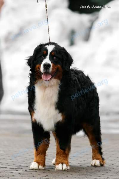 Big young mixed color male dog Ансгар, lost near ул. Советская 87, Гомель, Беларусь on May 25, 2019.