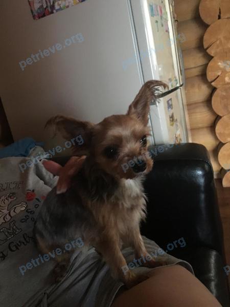 Small gray female dog, lost near ул. 26 Бакинских Комиссаров, 1, Загорянский, Московская обл., Россия, 141181 on May 26, 2019.