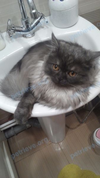 Medium young gray male cat Арчи, lost near Сады, Ульяновск, Ульяновская обл., Россия, 433321 on May 25, 2019.
