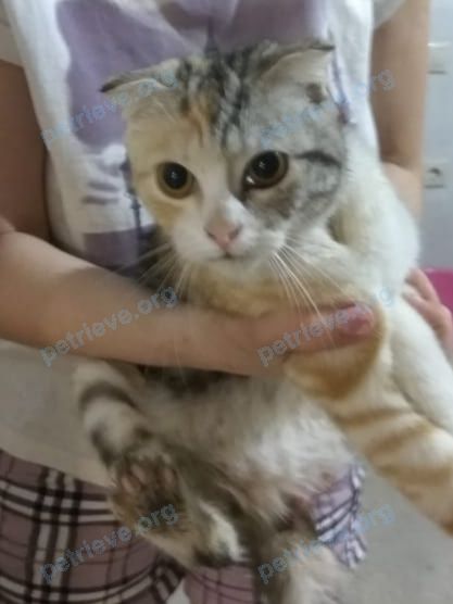 Medium young mixed color female cat, found near ул. Ленина, 60а, Пешково, Ростовская обл., Россия, 346760 on May 26, 2019.
