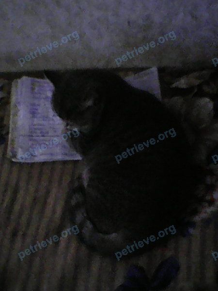 Средний серый молодой кот Котуся, пропал 31.05.2019 рядом с Томский пер., 8, Воронеж, Воронежская, Россия, 394002.