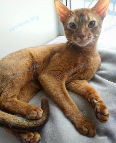 Medium young orange male cat Боня, lost near 2 St Johns Rd, Cambridge, MA 02138, США on Jun 01, 2019.