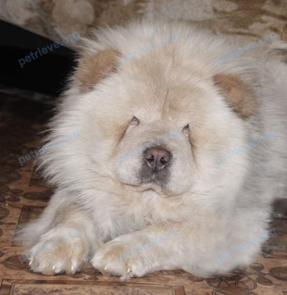 Medium adult female dog Ютта, lost near 1-я Комсомольская ул., 12, Хотьково, Московская обл., Россия, 141371 on May 30, 2019.
