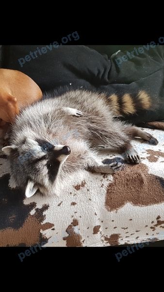 Medium young gray female raccoon, lost near ул. Колетвинова, 20, Тула, Тульская обл., Россия, 300041 on Apr 28, 2019.
