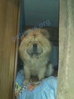 Medium adult red male dog Моха, lost near Советская ул., 27, Лихославль, Тверская обл., Россия, 171210 on Jun 04, 2019.