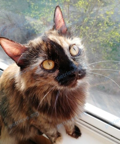 Medium young female cat Мэйси, lost near ул. Лавочкина, 38, Смоленск, Смоленская обл., Россия, 214027 on Jun 07, 2019.